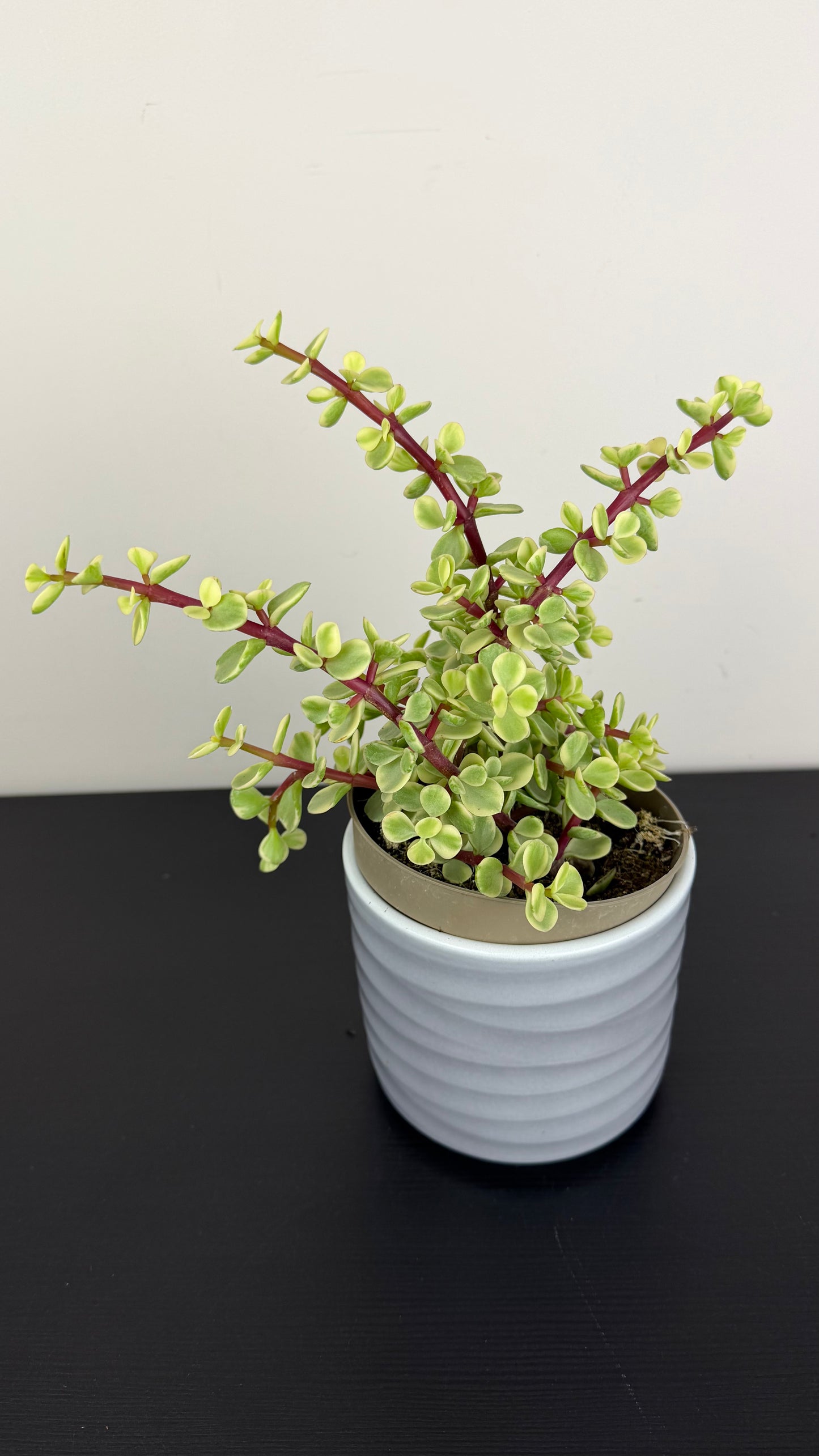 Crassula 14