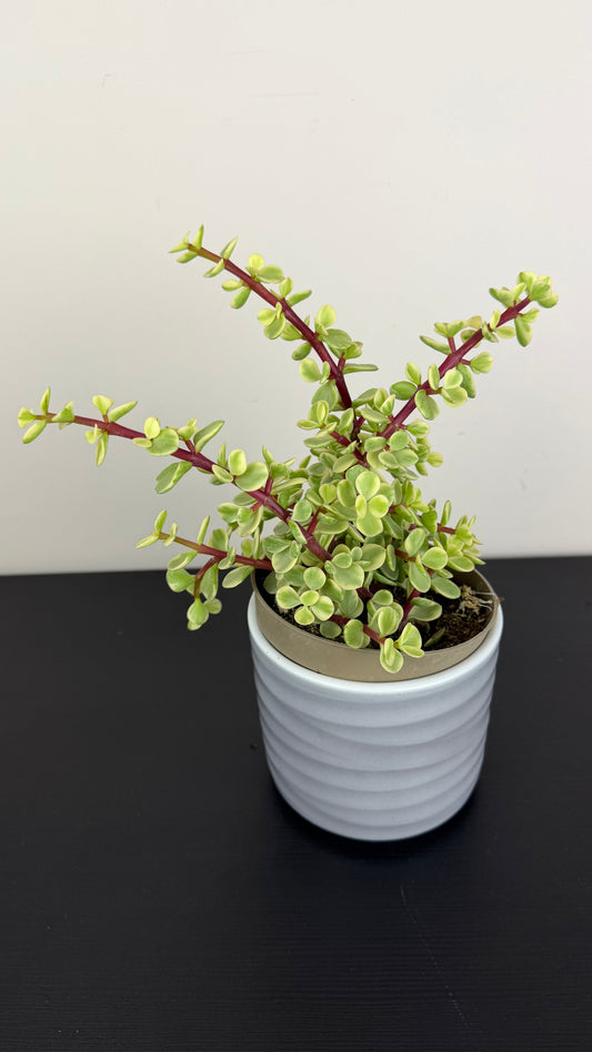 Crassula 14