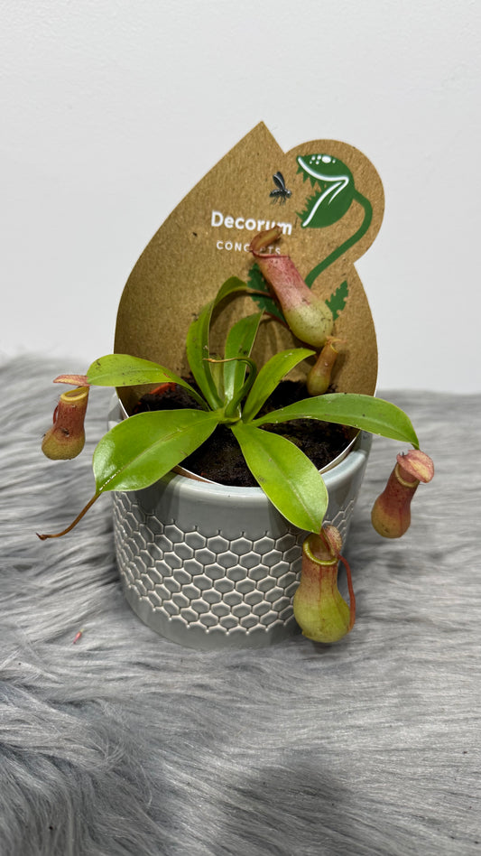 Nepenthes alata