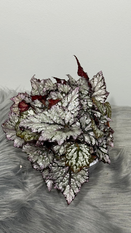 Begonia Rex 7