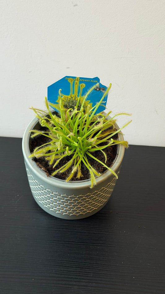 Drosera