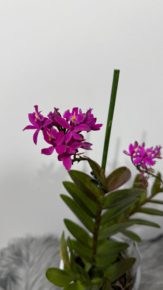 Epidendrum 1
