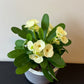 Euphorbia Milii White