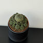 Solcorebutia Rauschii
