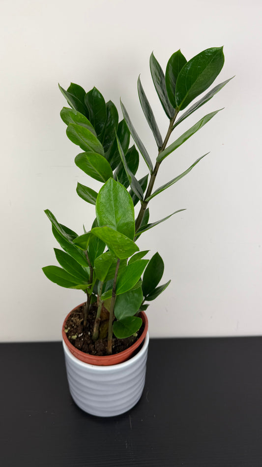 Zamioculcas zamiifolia