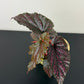 Begonia Angel Wings 1