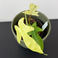 Philodendron FLORIDA GHOST