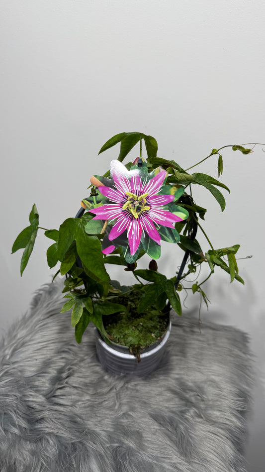 Passiflora 3
