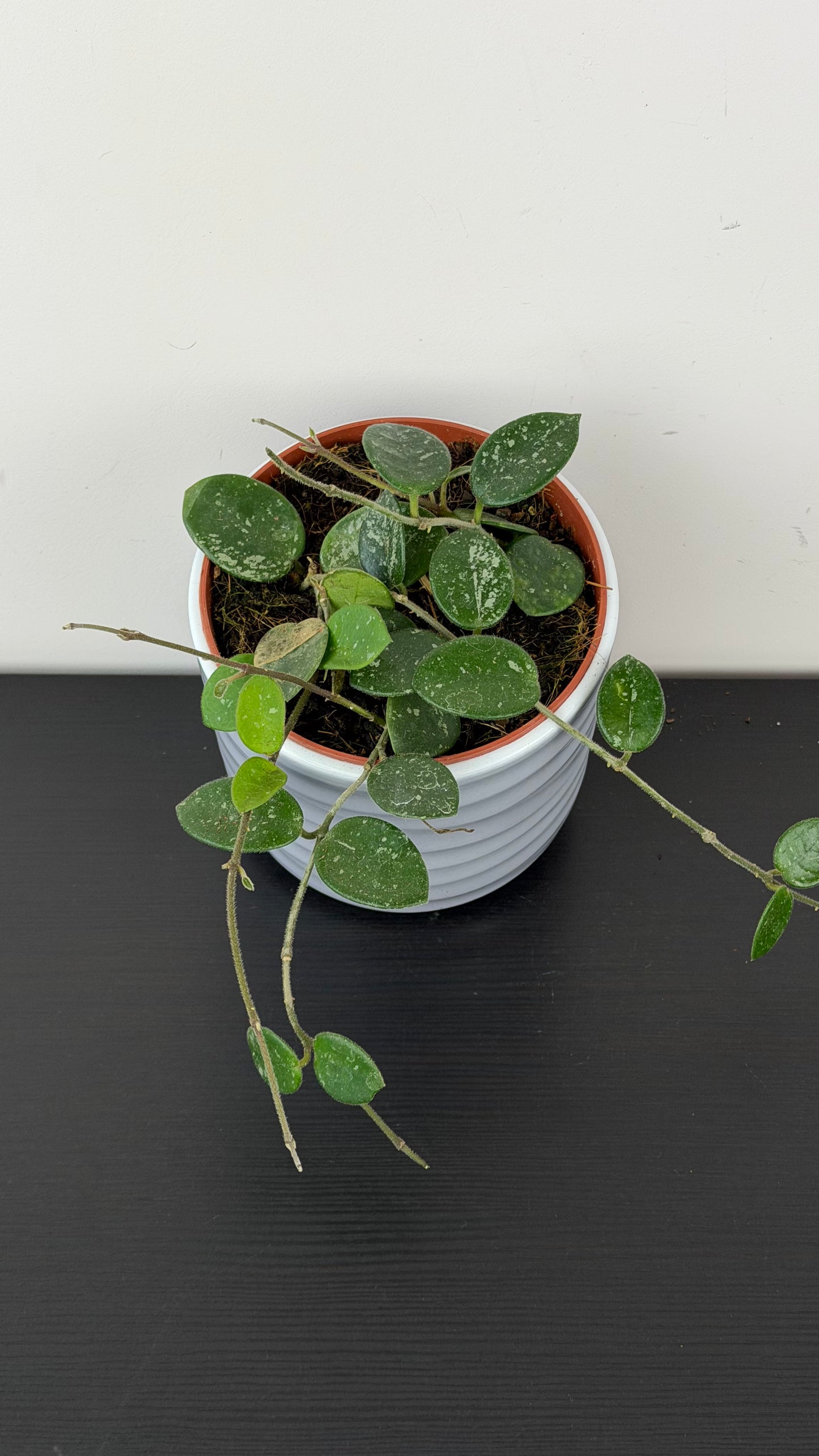 Hoya Mathilde Splash