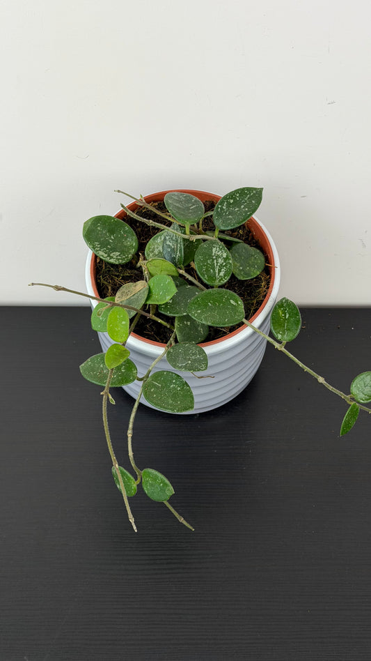 Hoya Mathilde Splash