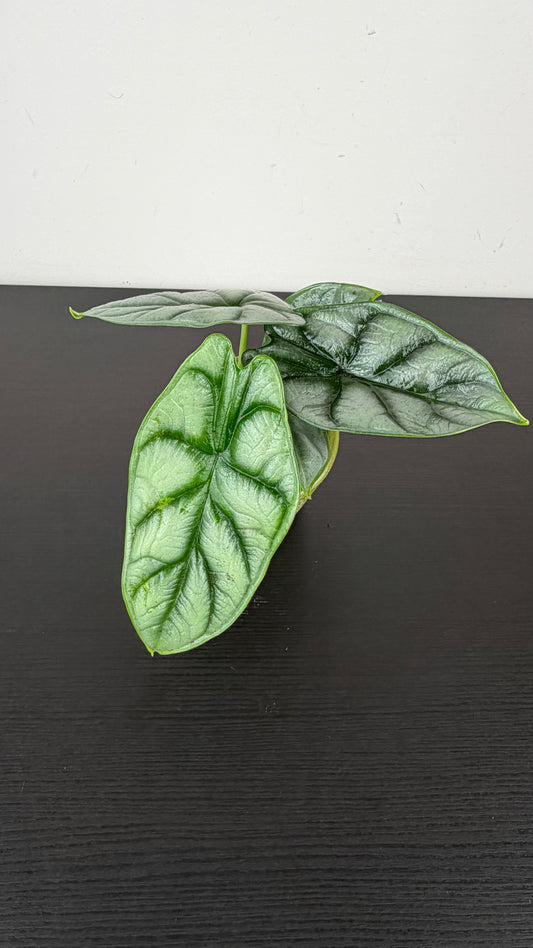 Alocasia Silver Dragon