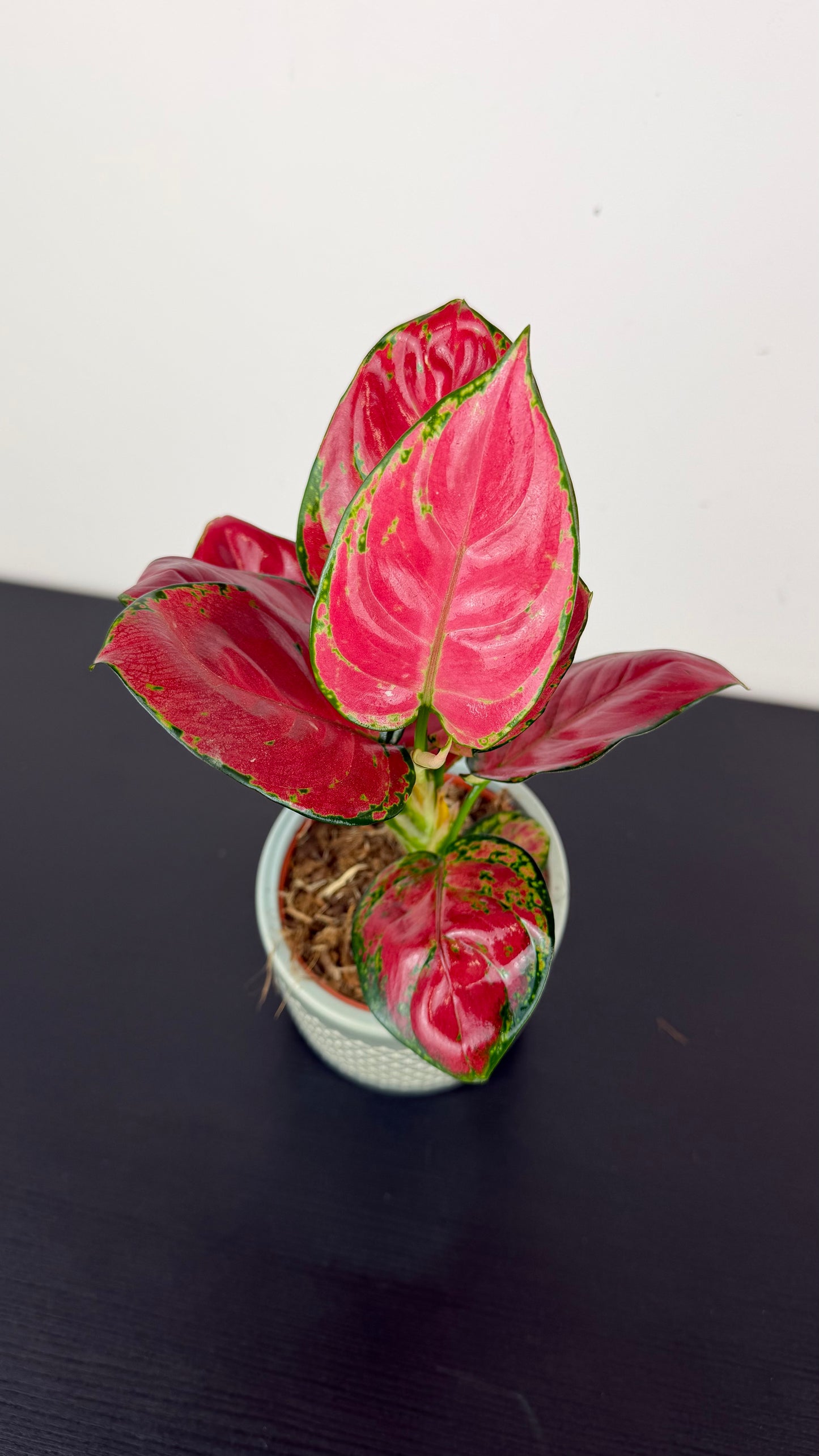 Aglaonema 9