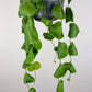 Dischidia platyphylla