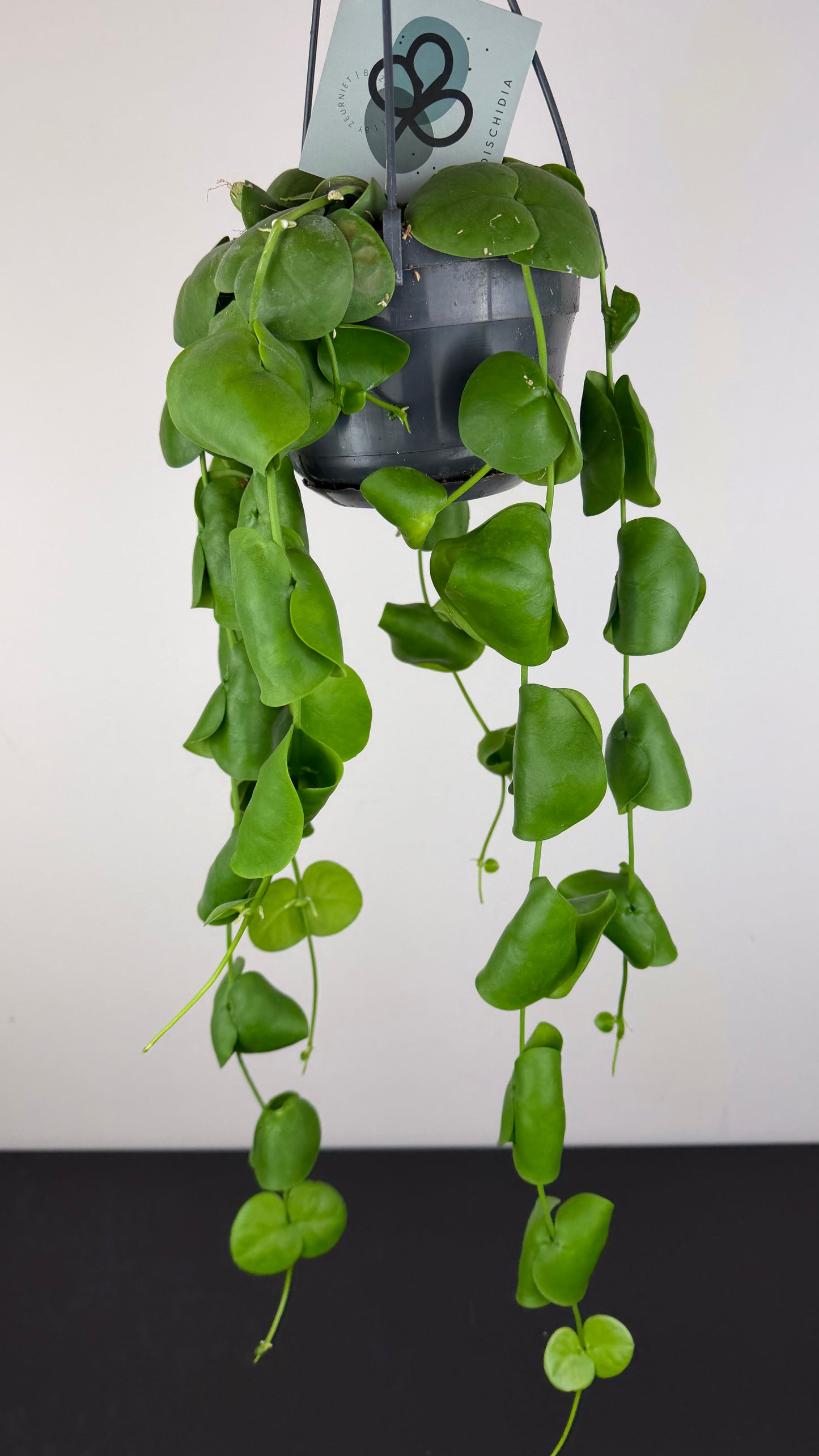 Dischidia platyphylla