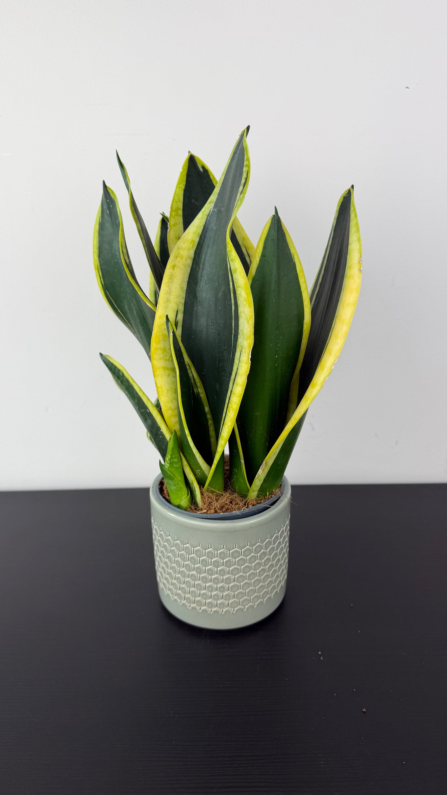 Sansevieria Black Gold