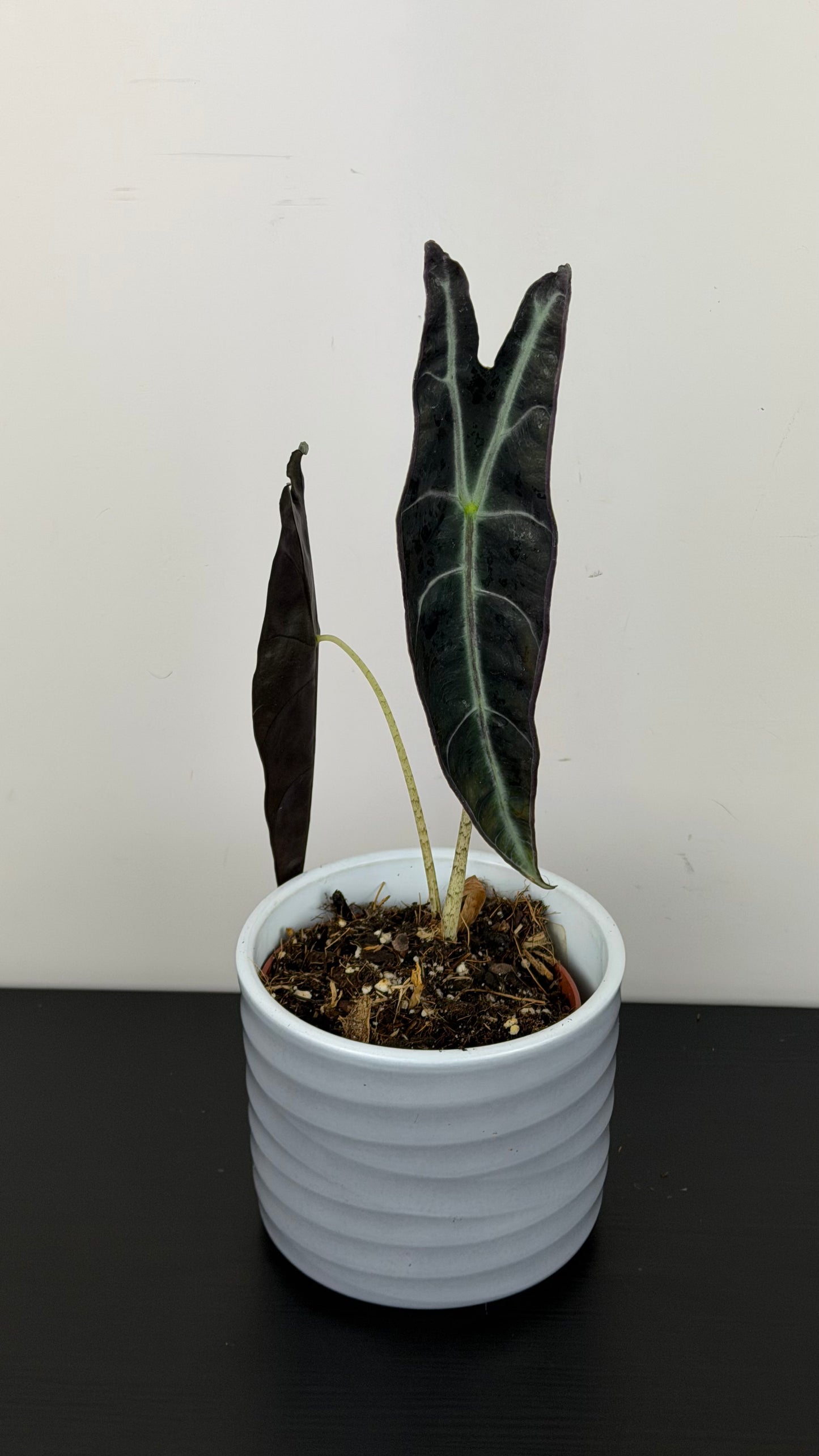 Alocasia Longiloba Purple