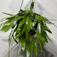 Pseudorhipsalis Ramulosa