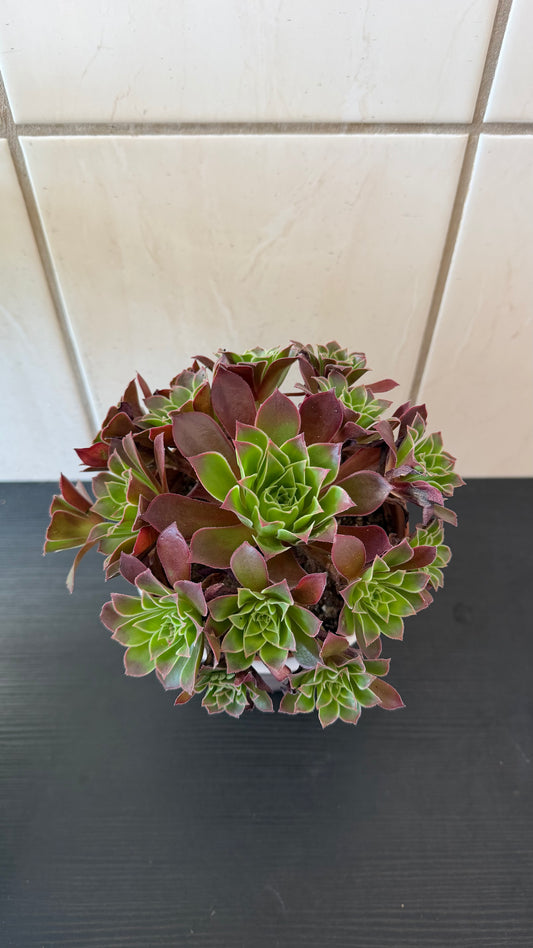 Aeonium 4