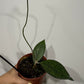 Hoya finlaysonii Sarawak