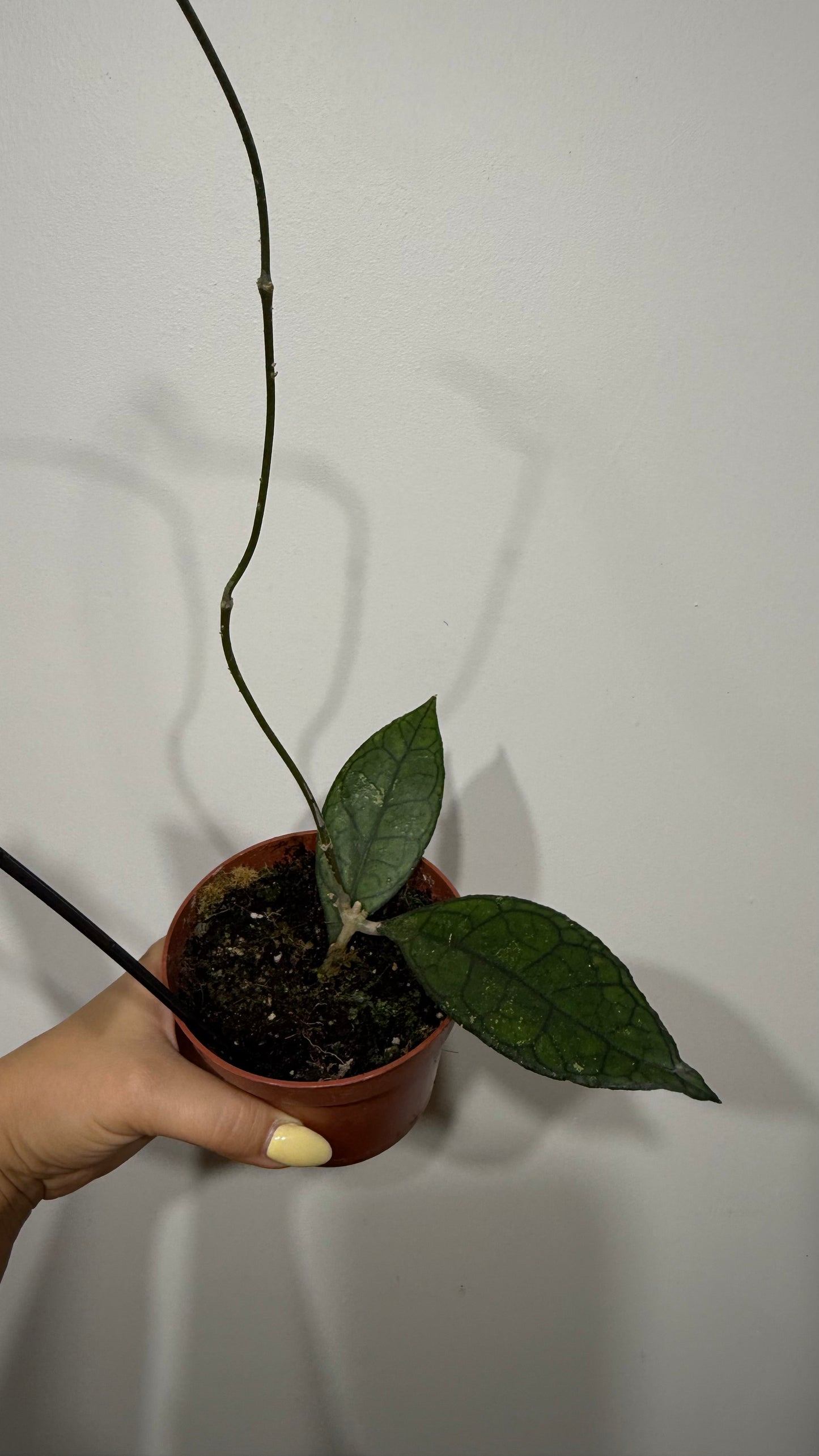 Hoya finlaysonii Sarawak
