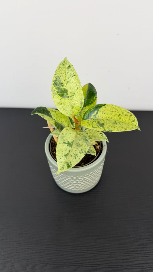 Ficus Schrijveriana