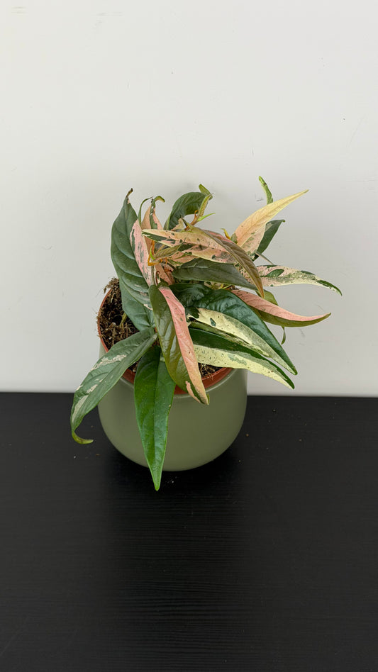 Ficus sagittata variegata pink