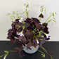 Oxalis