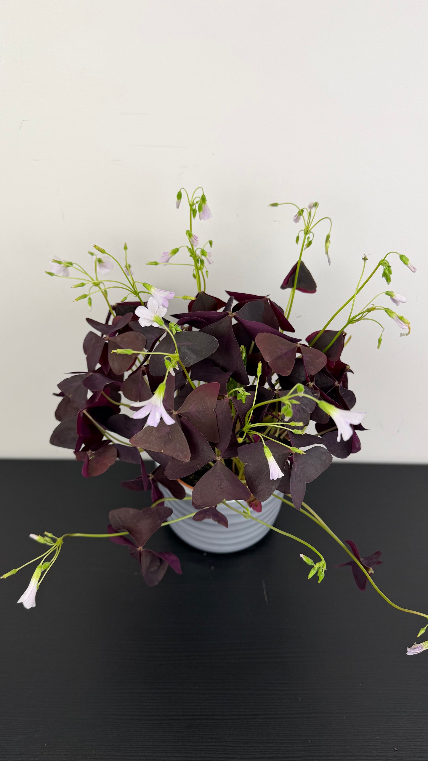 Oxalis