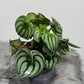 Peperomia Argyreia