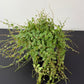 Peperomia prostrata