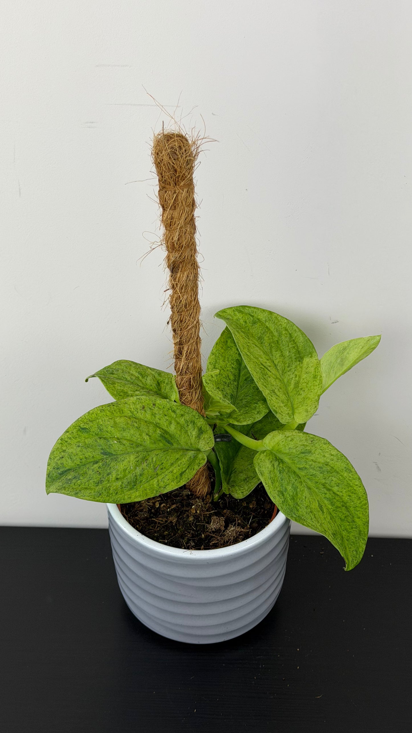 Rhaphidophora korthalsii Marble Aurea