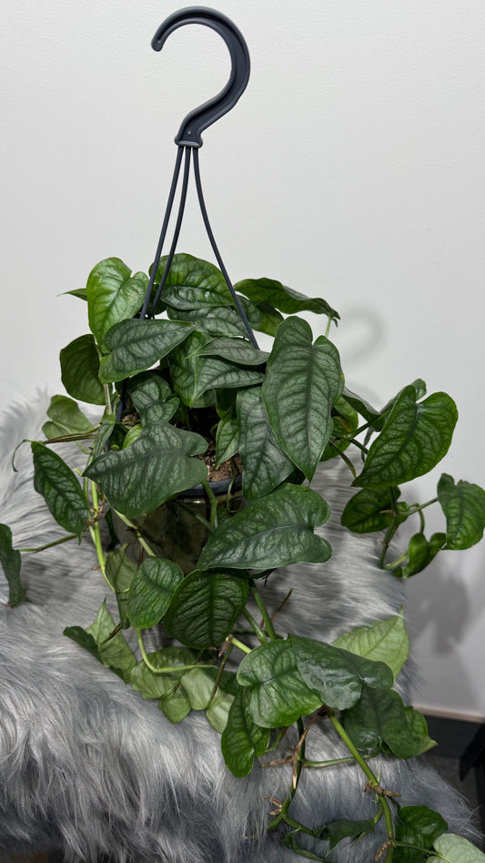 Monstera siltepecana