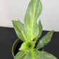 Aglaonema Aqua Green
