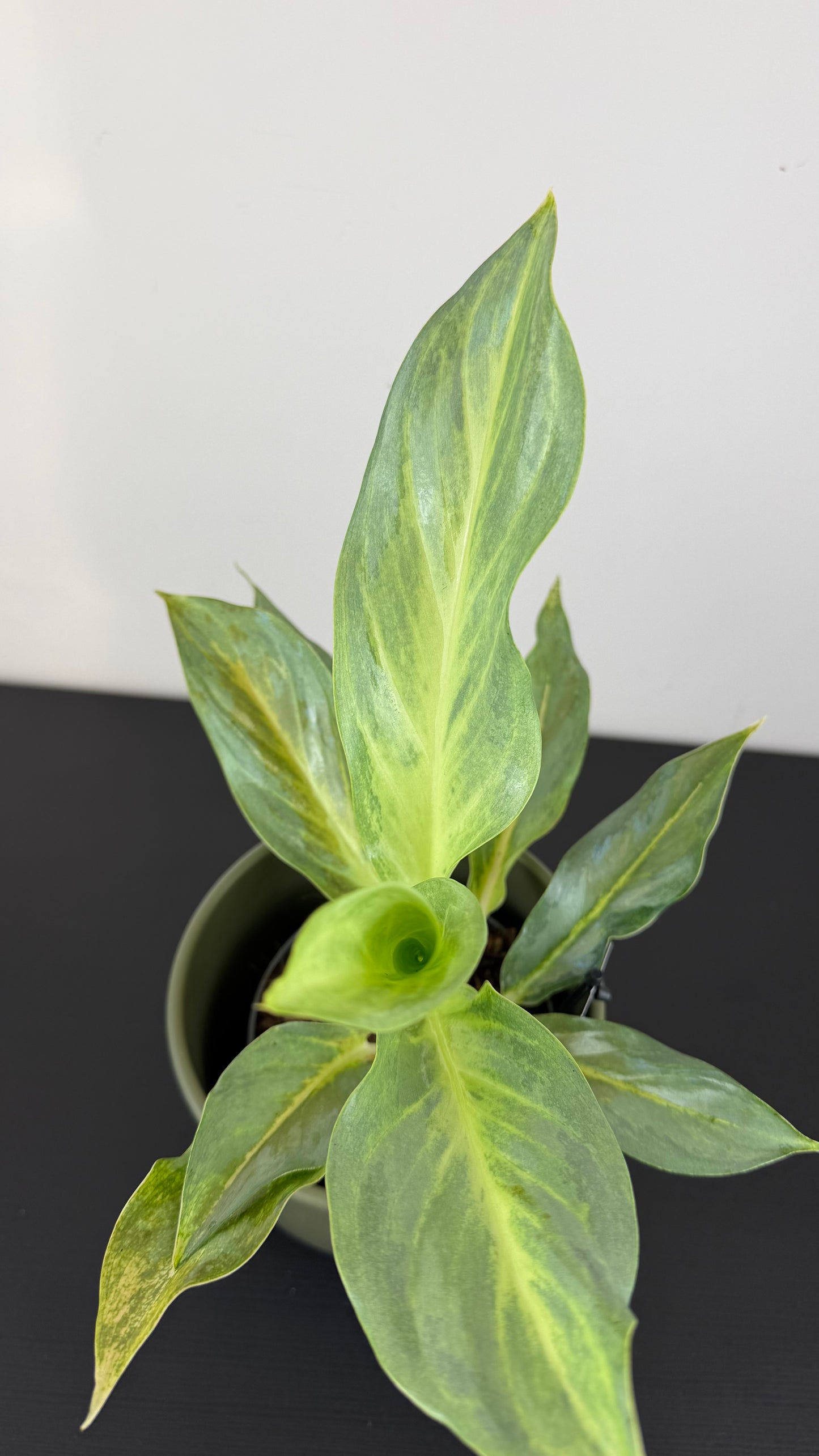Aglaonema Aqua Green