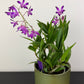 Dendrobium Berry Oda