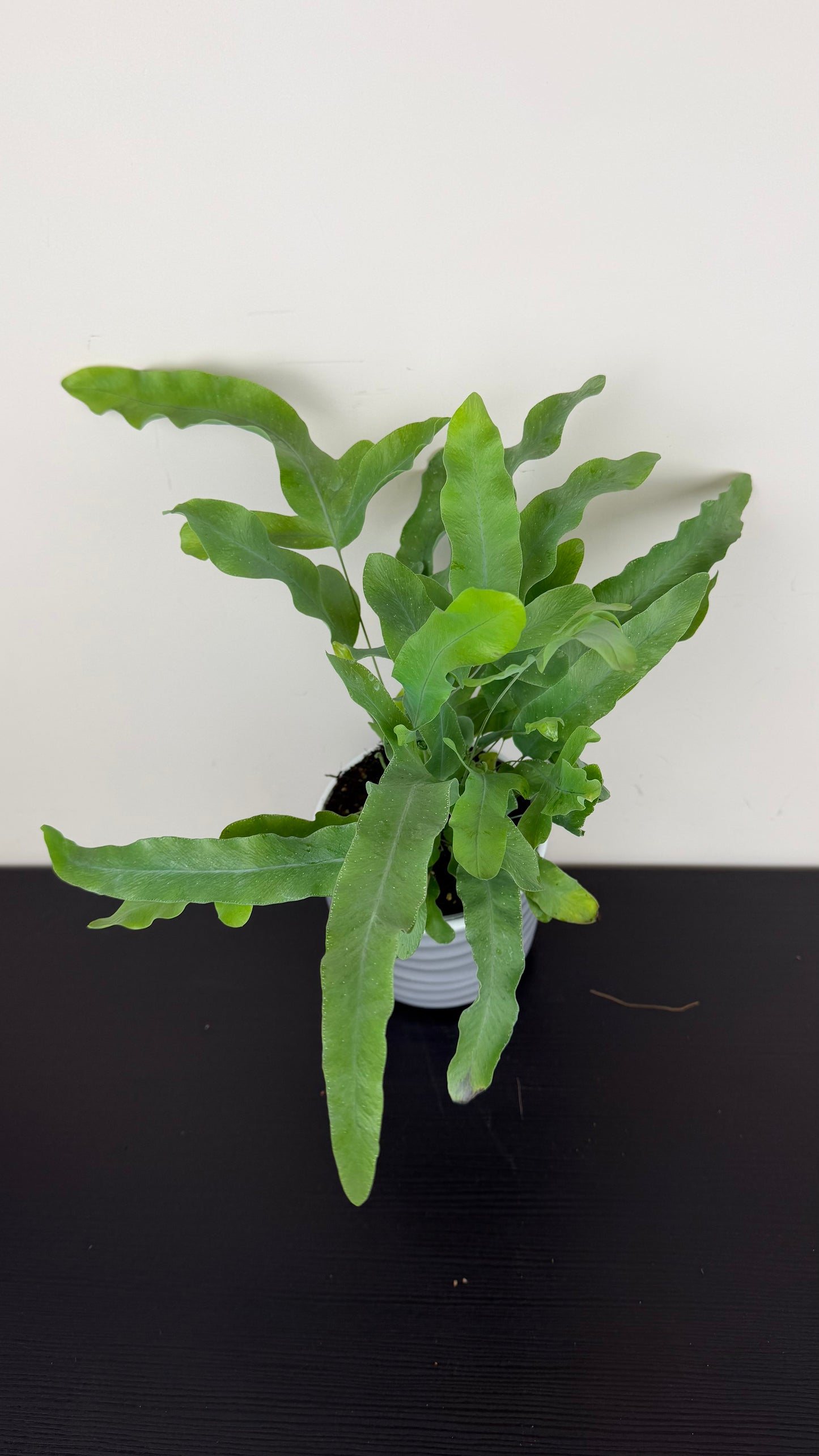Fern 1