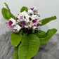 Streptocarpus 1