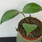 Hoya verticillata Lampung
