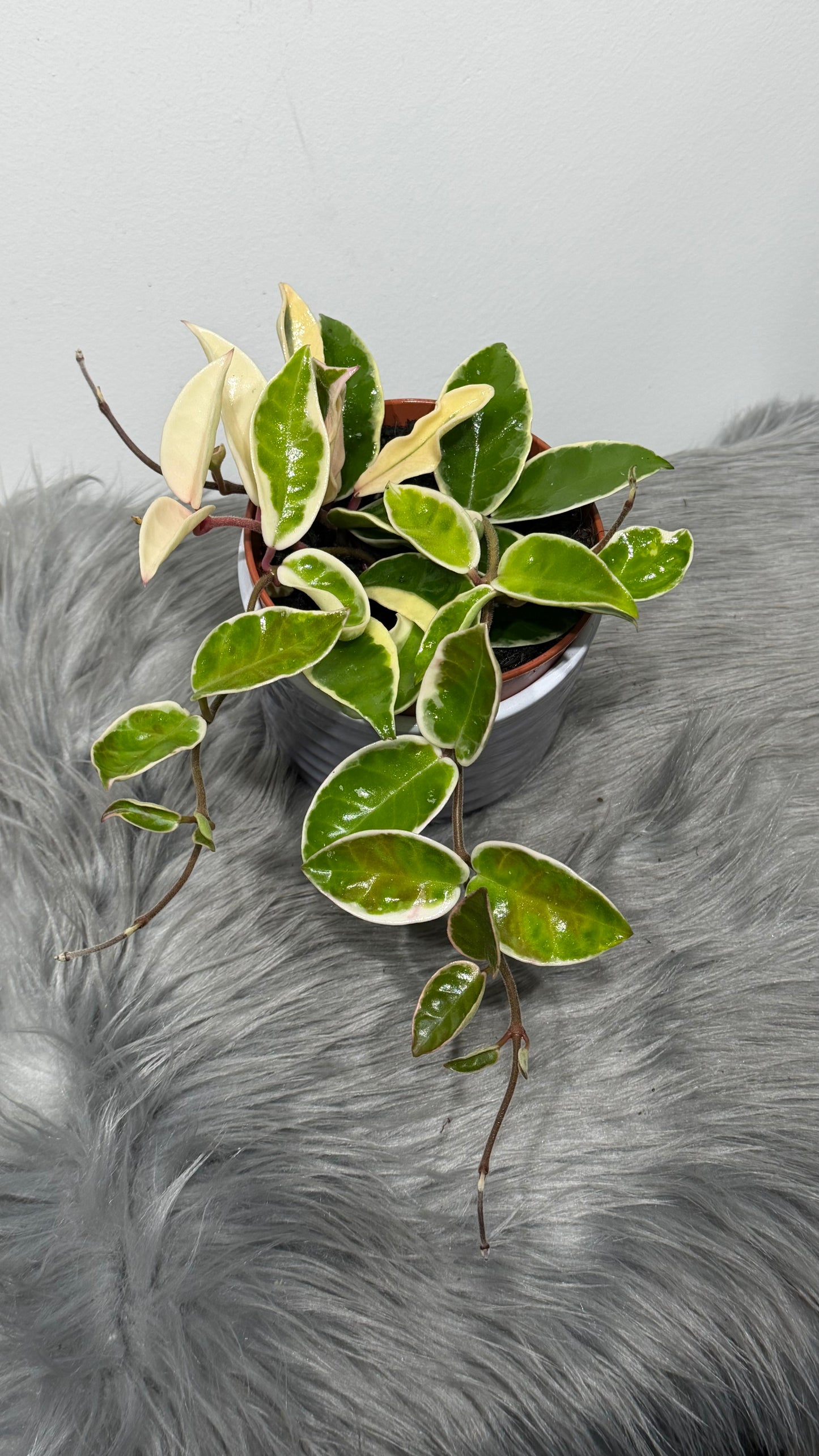 Hoya carnosa 'Krimson Queen'