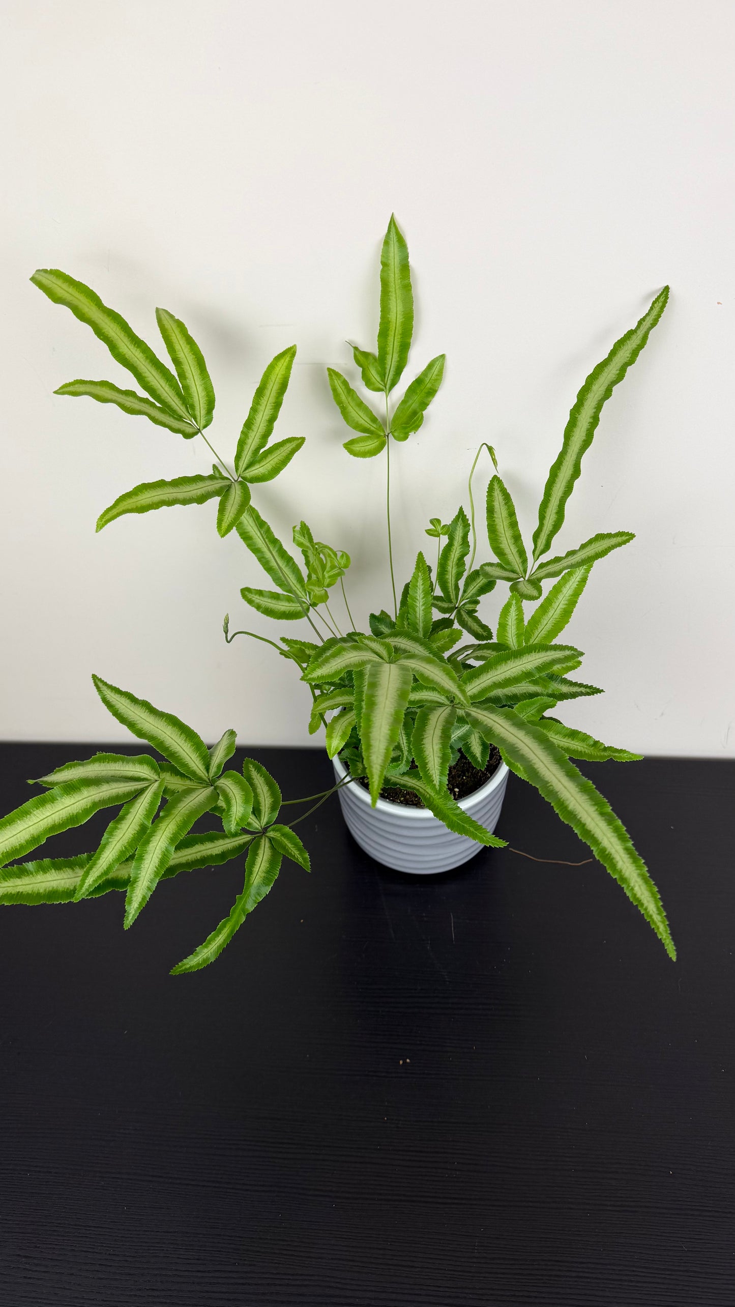 Fern 2