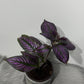Strobilanthes