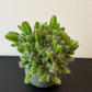 Hylocereus