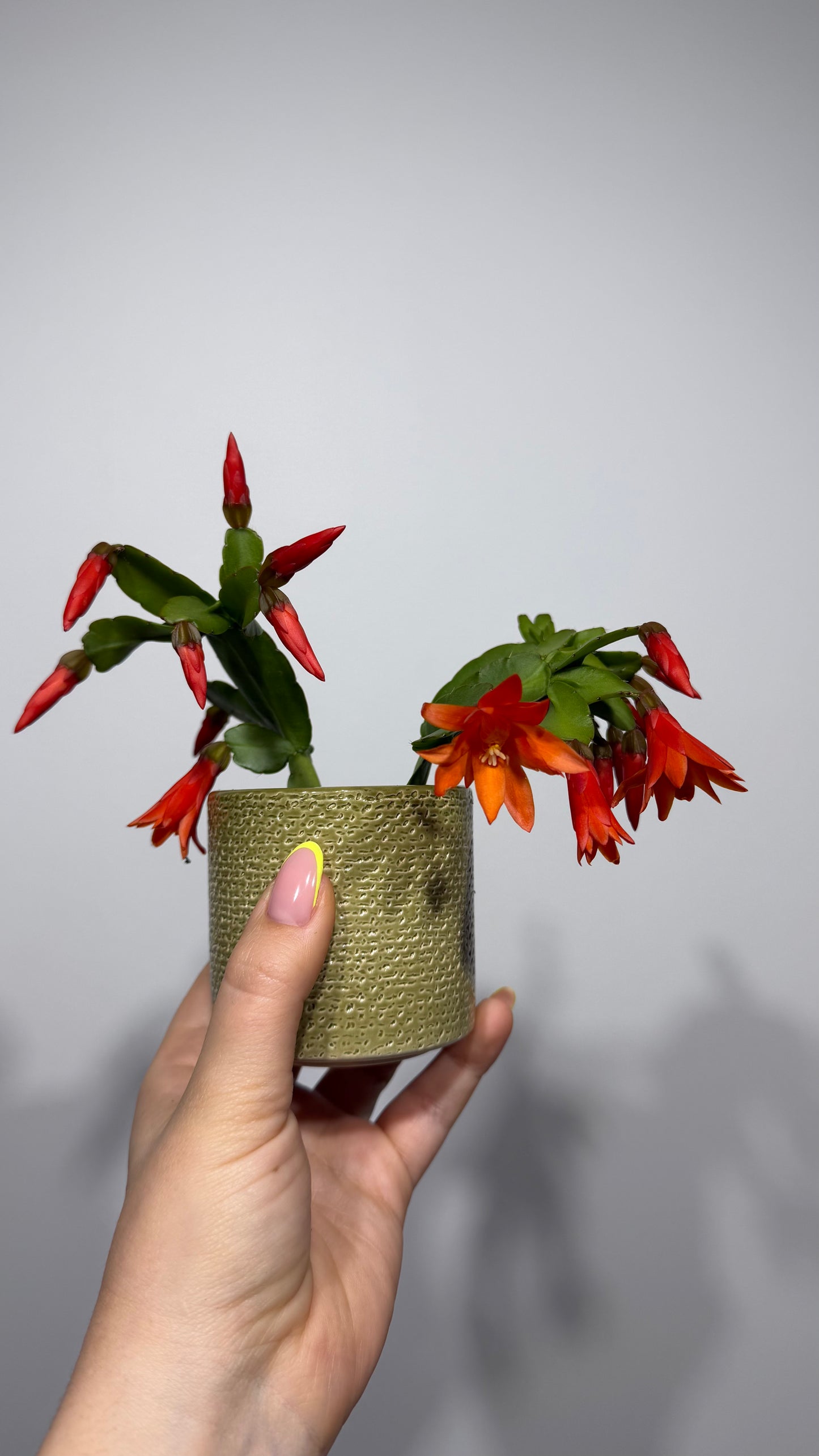 Rhipsalidopsis Orange