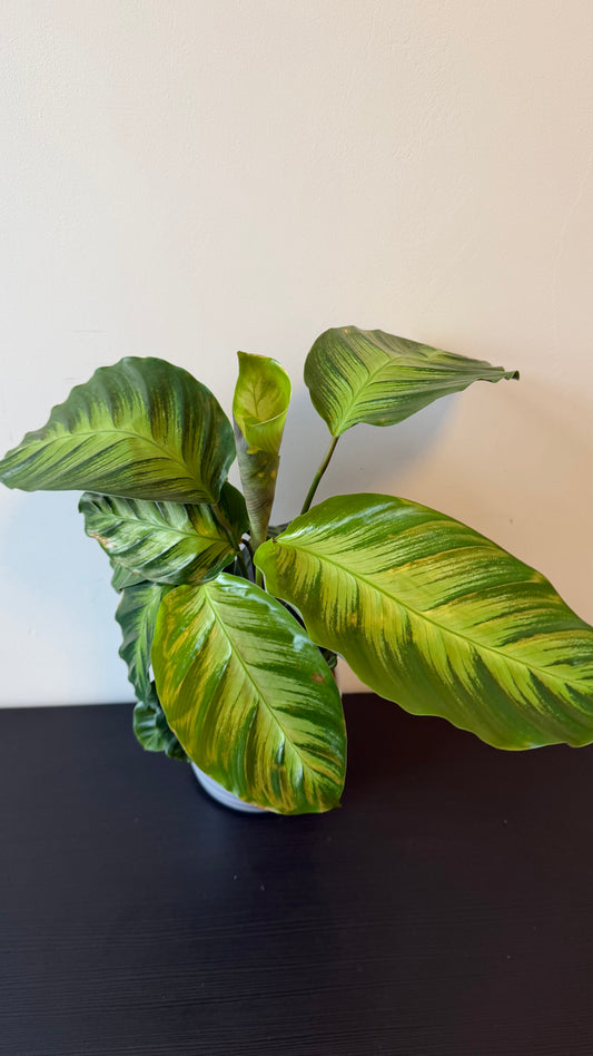 Calathea 5