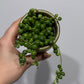 Senecio Rowleyanus