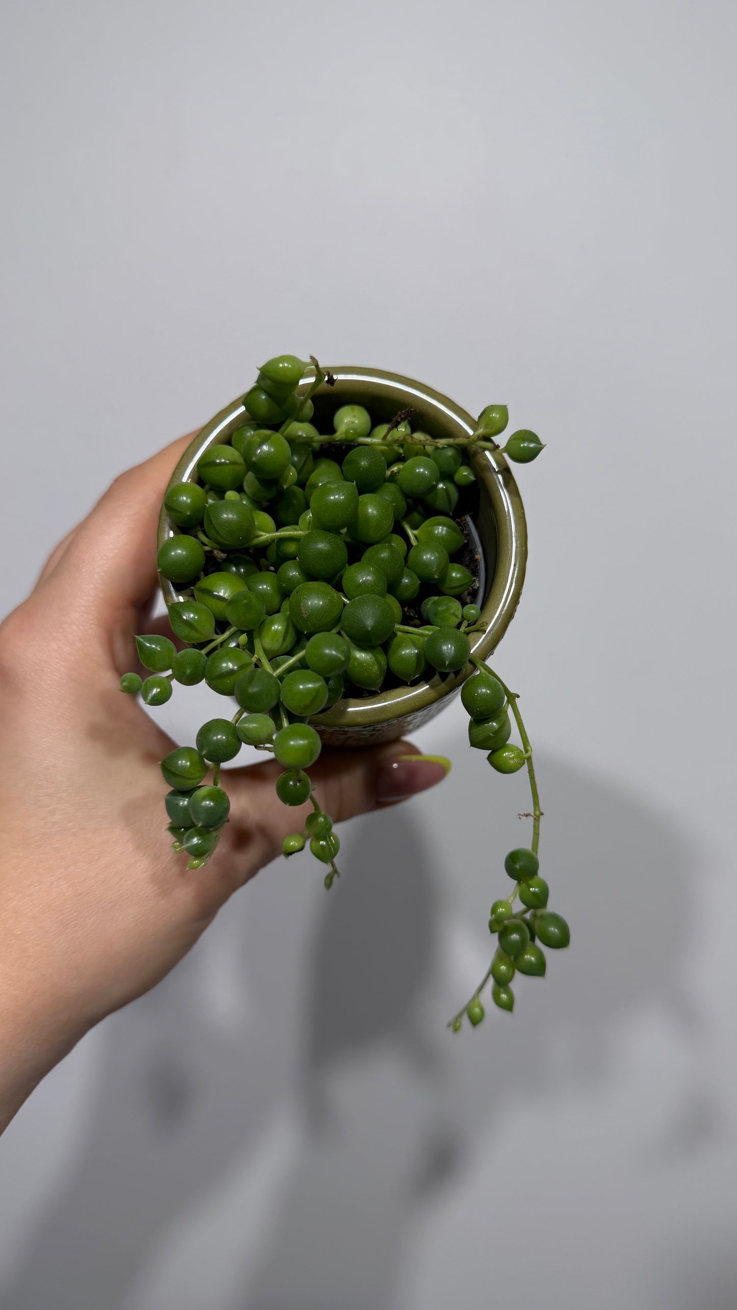Senecio Rowleyanus