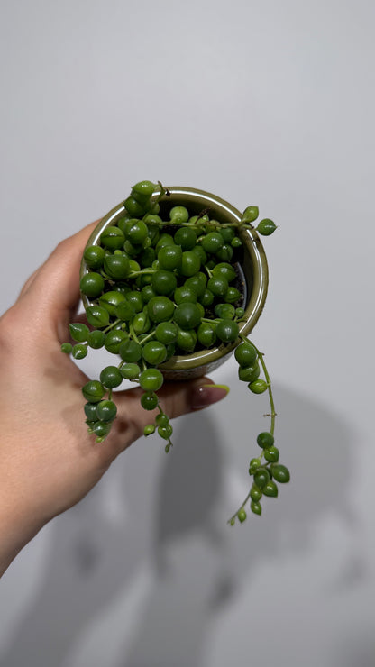 Senecio Rowleyanus