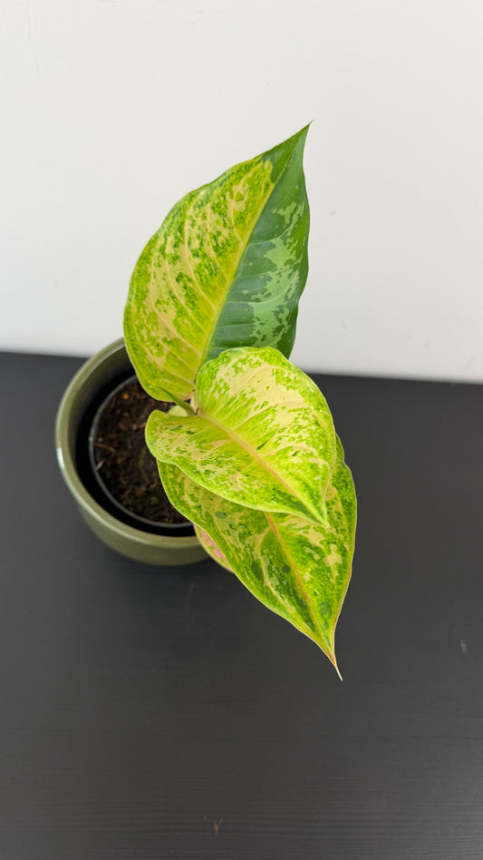 Aglaonema 4