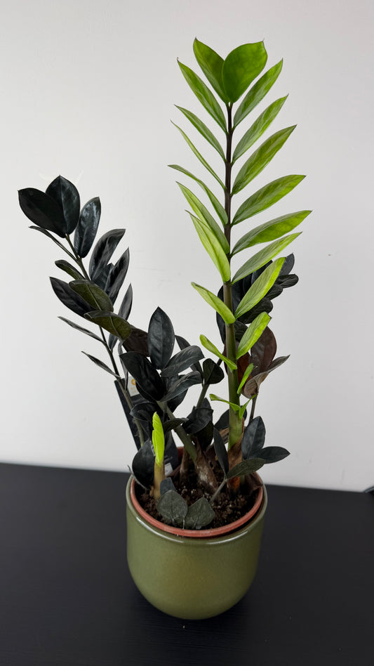 Zamioculcas Raven