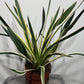 Yucca Variegata